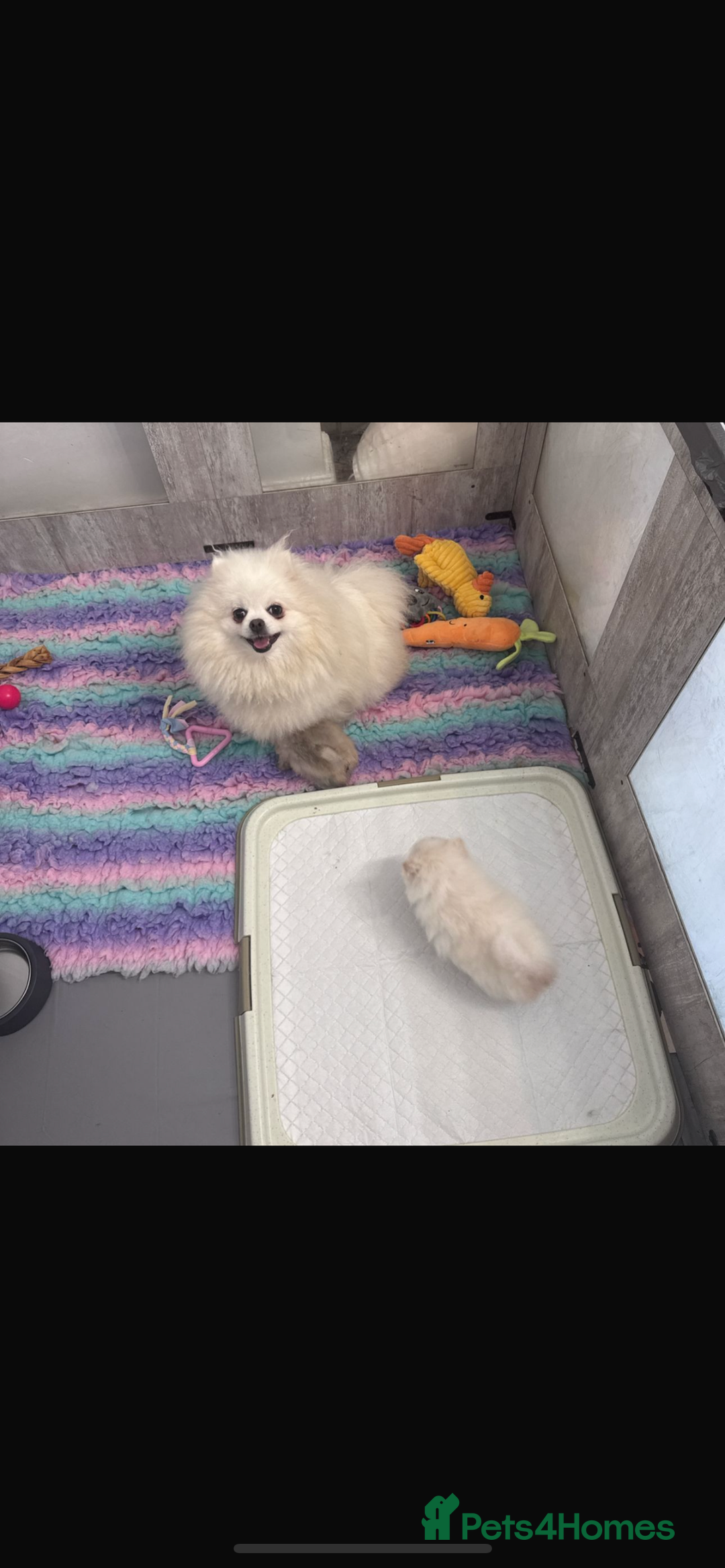 Pomeranian dogs for sale: Kc micro teddy bear pom  - Image 4