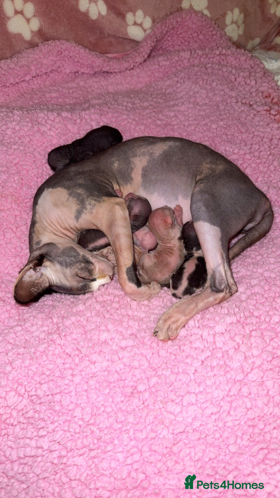 Sphynx cats Sphynx Babies Due Soon - Advert 1