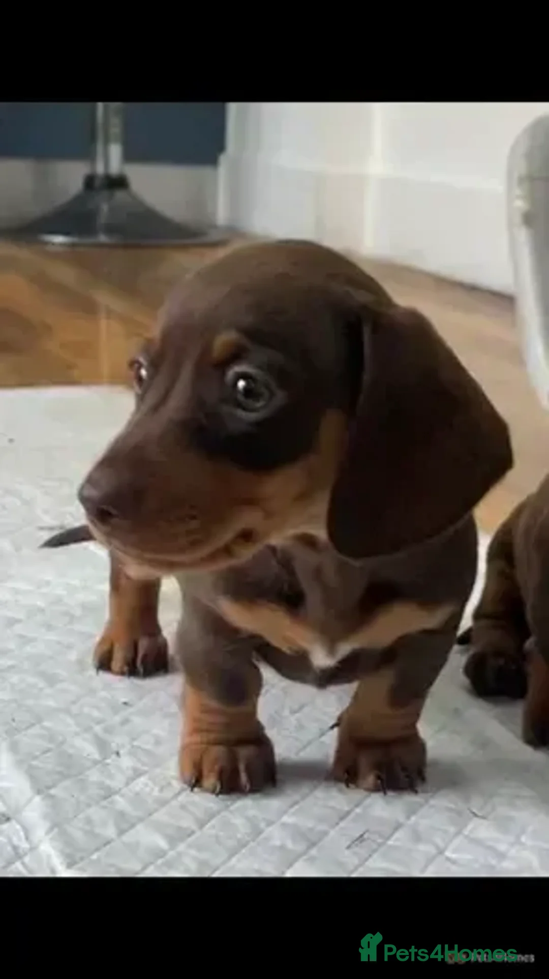 Miniature Dachshund dogs for stud:  Handsome Silver Dapple in Brecon - Advert 10