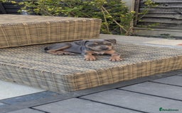 Staffordshire Bull Terrier dogs for sale: Staffordshire Bull terriers - Image 16