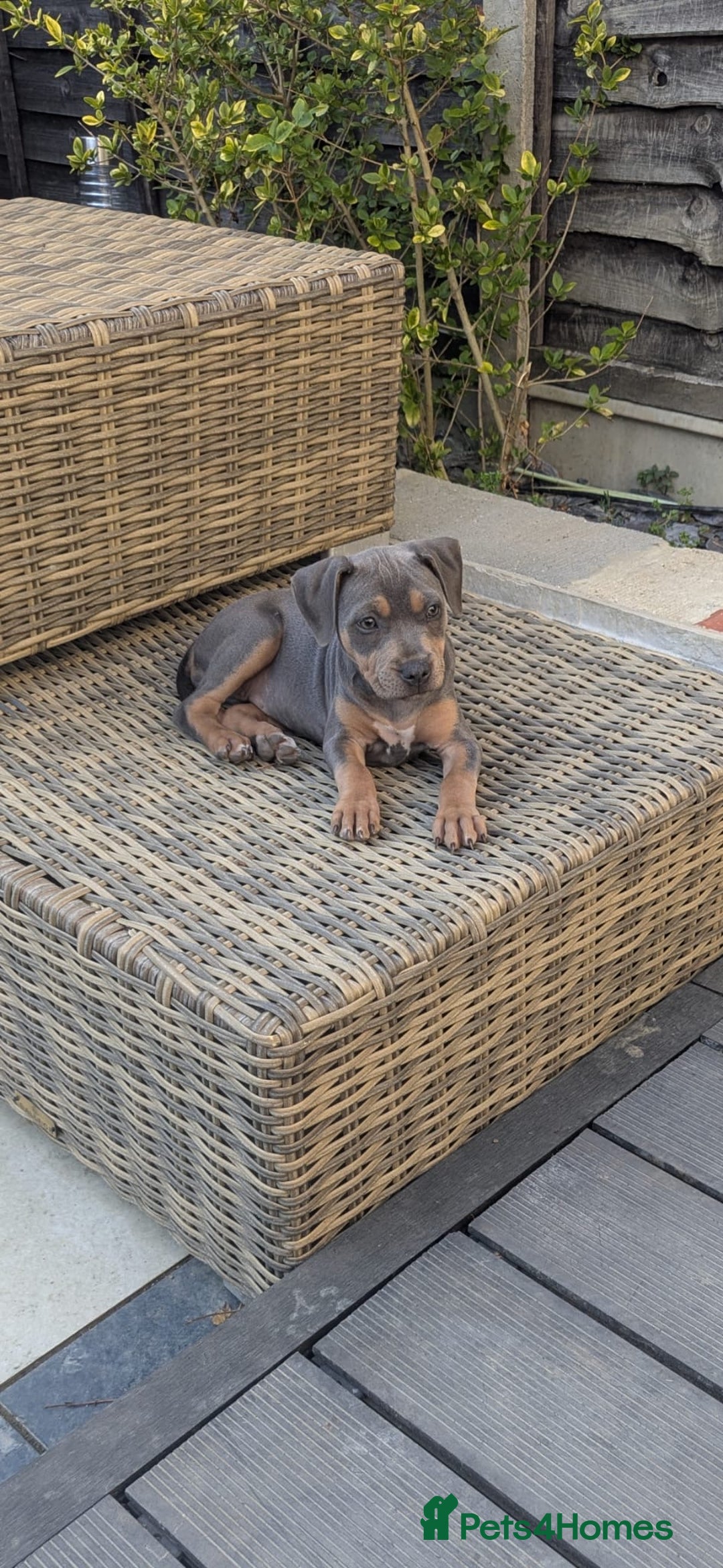 Staffordshire Bull Terrier dogs for sale: Staffordshire Bull terriers - Image 16