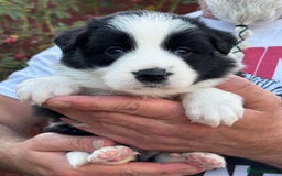 Border Collie dogs for sale: Champion line puppies  - Image 9