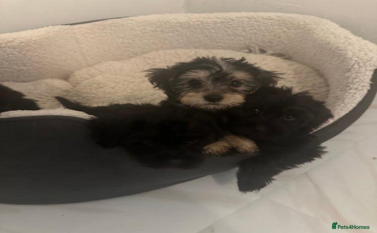 Yorkiepoo dogs - Advert 1