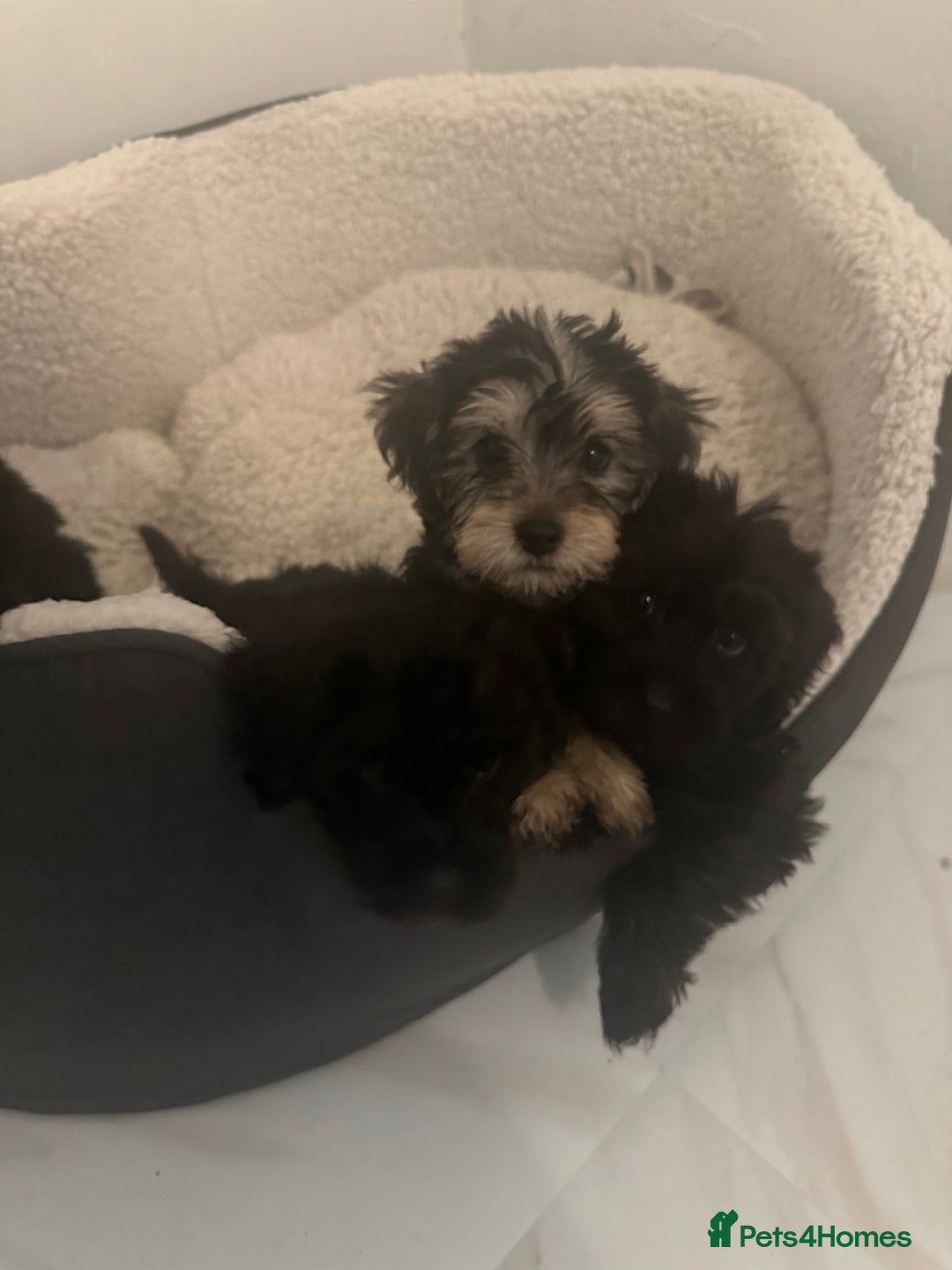 Yorkiepoo dogs for sale: 5 Beautiful F1 Yorkiepoo’s - Image 1