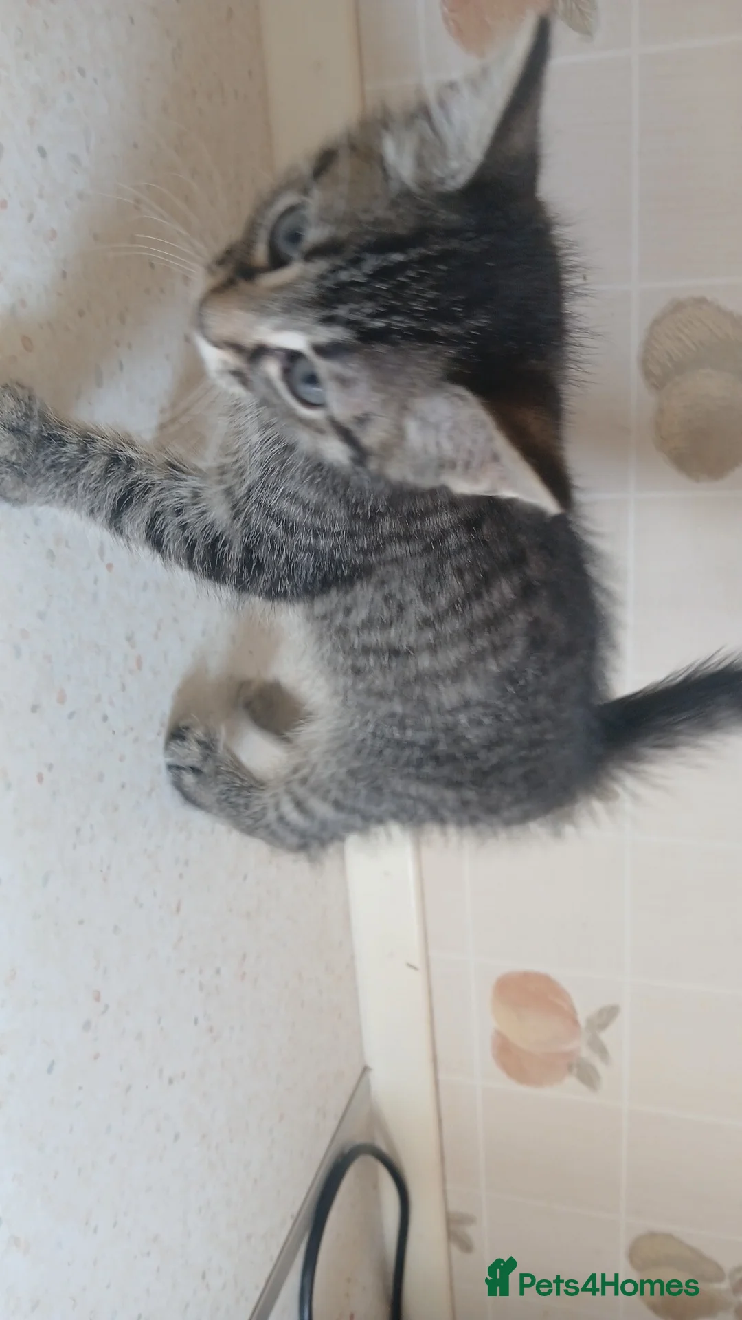 British Shorthair cats for sale: READY TO LEAVE NOW  in Bridlington - Advert 13