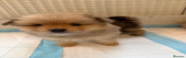 Pomeranian Puppy 1