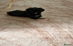 Shih Tzu dogs for sale: is ready for a new loving family  - Image 2