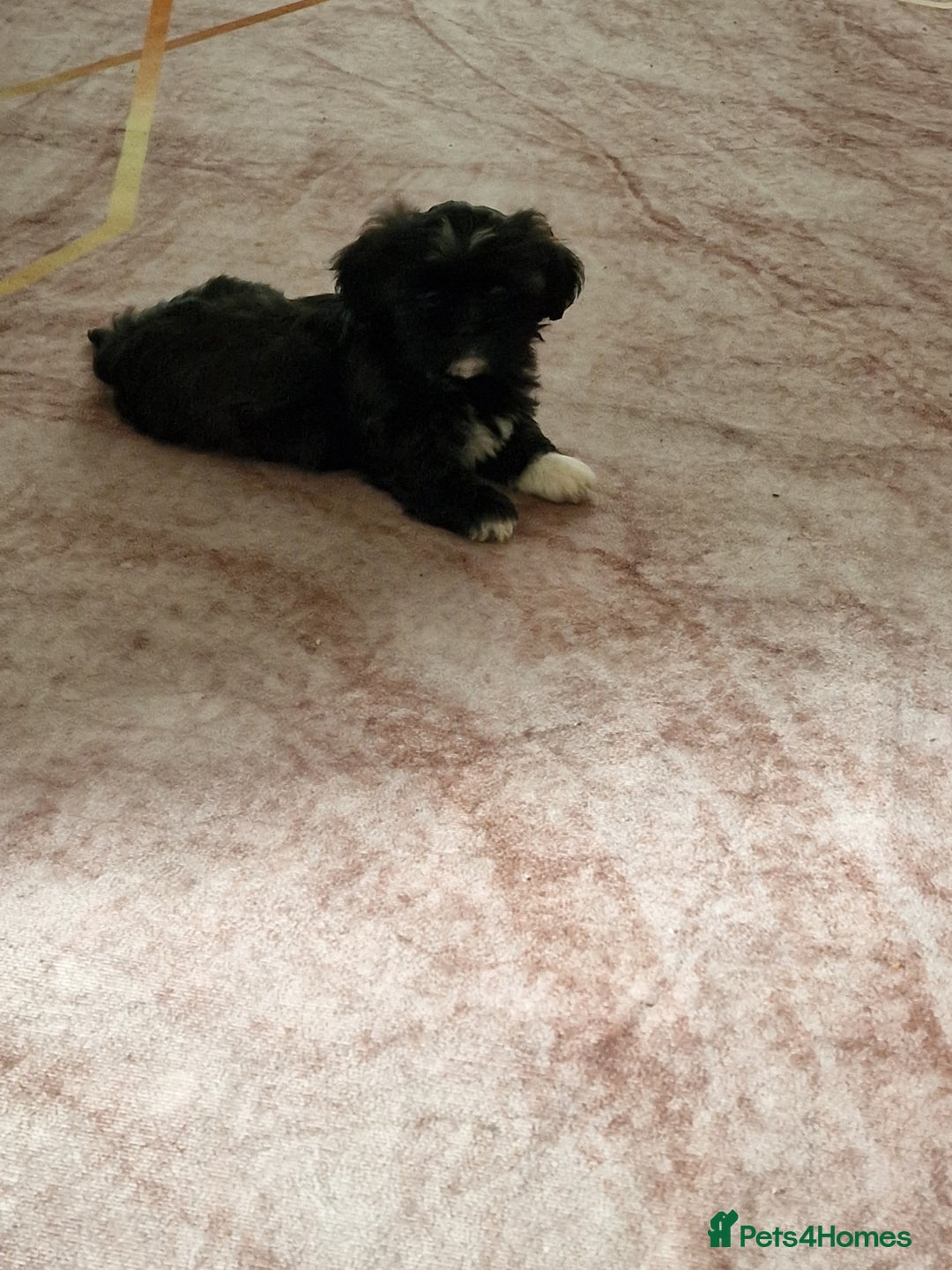 Shih Tzu dogs for sale: is ready for a new loving family  - Image 2