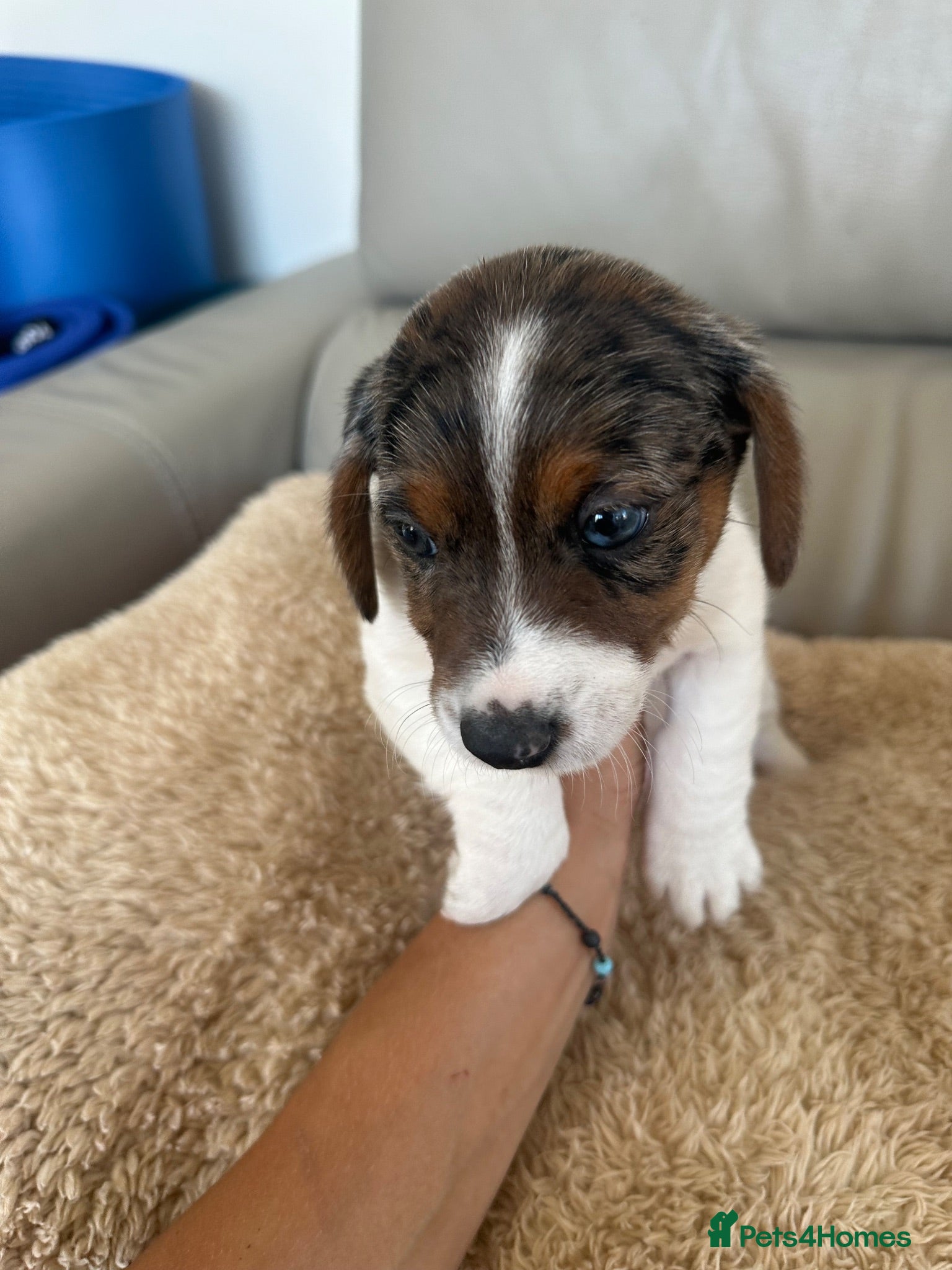 Mixed Breed dogs Dachshund puppies  - Advert 6