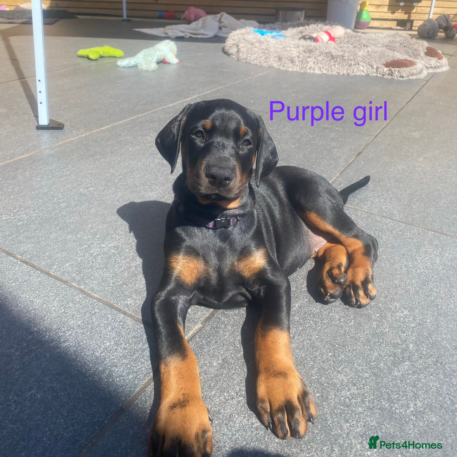 Dobermann dogs 2 girls Doberman puppies left - Advert 9