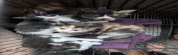 Mixed Breed cats for sale: 2 Girls ready now! - Advert 2