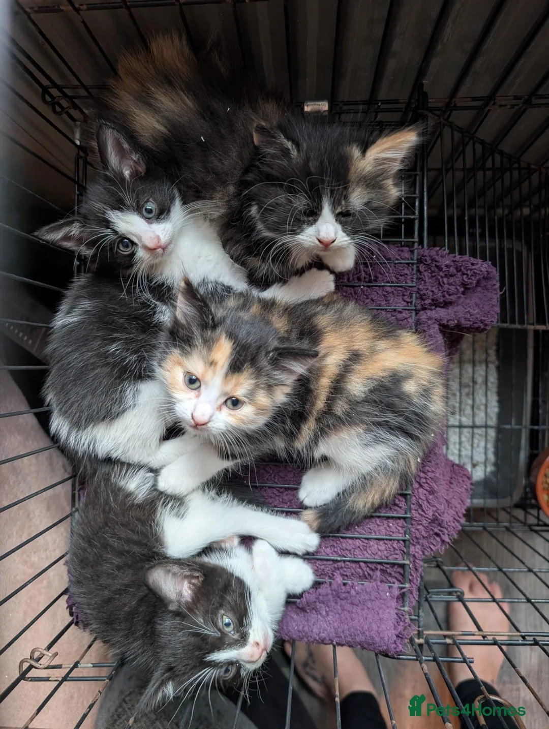 Mixed Breed cats for sale: 2 Girls ready now! - Advert 2