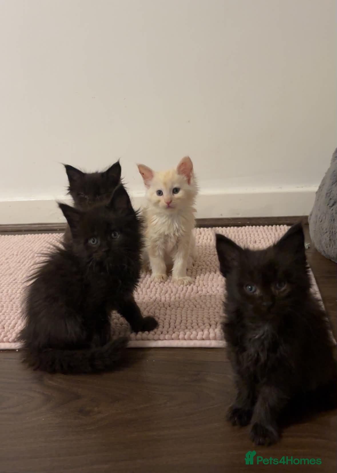 Maine Coon cats Maine Coon Kittens-Black Smoke&Cream Silver - Advert 11
