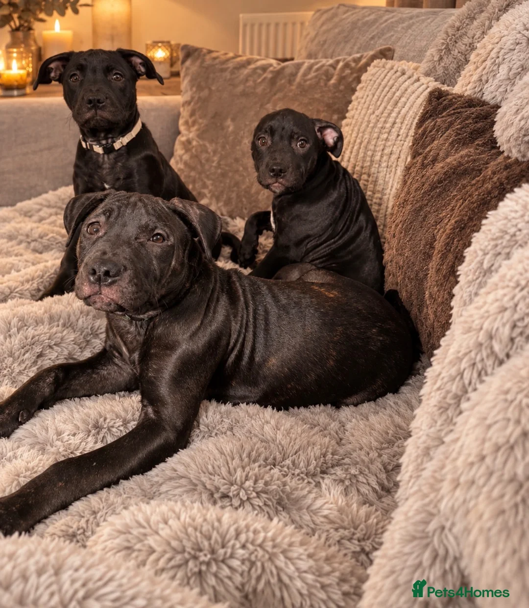 Mixed Breed dogs for sale: Ready for forever homes - Advert 2