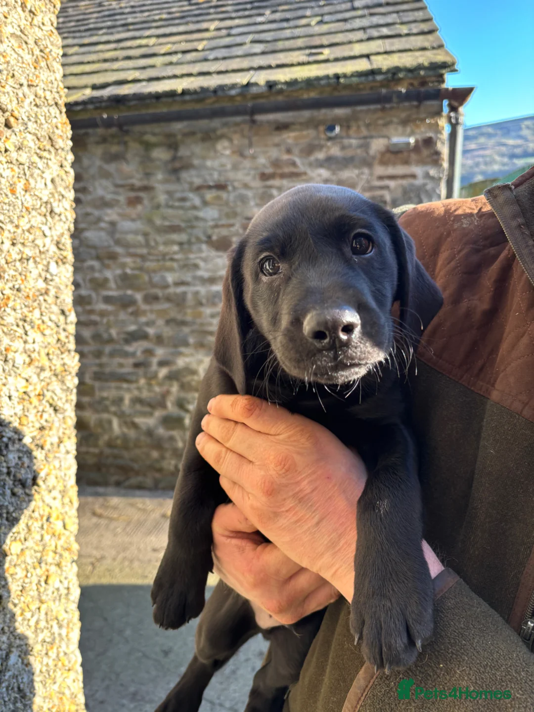 Labrador Retriever dogs for sale: Labrador pup for sale - Advert 2