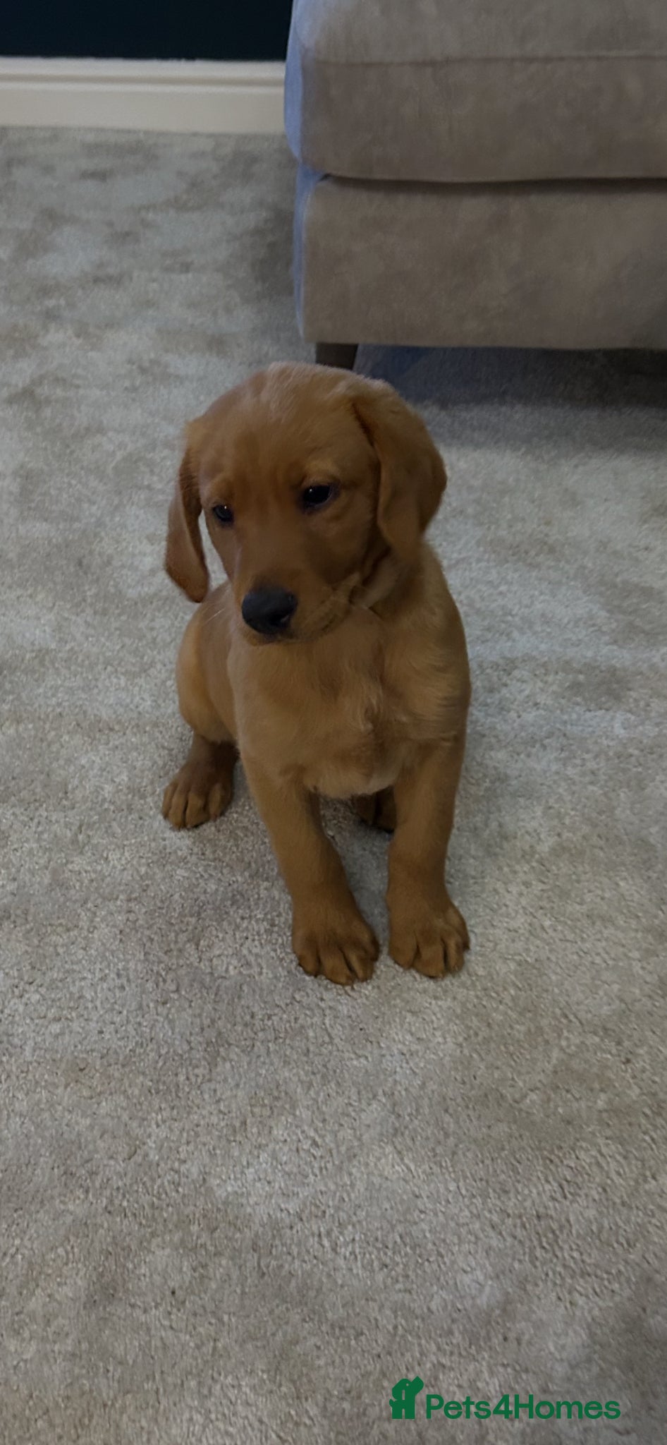 Labrador Retriever dogs KC Fox Red Labrador puppy for sale  - Advert 2