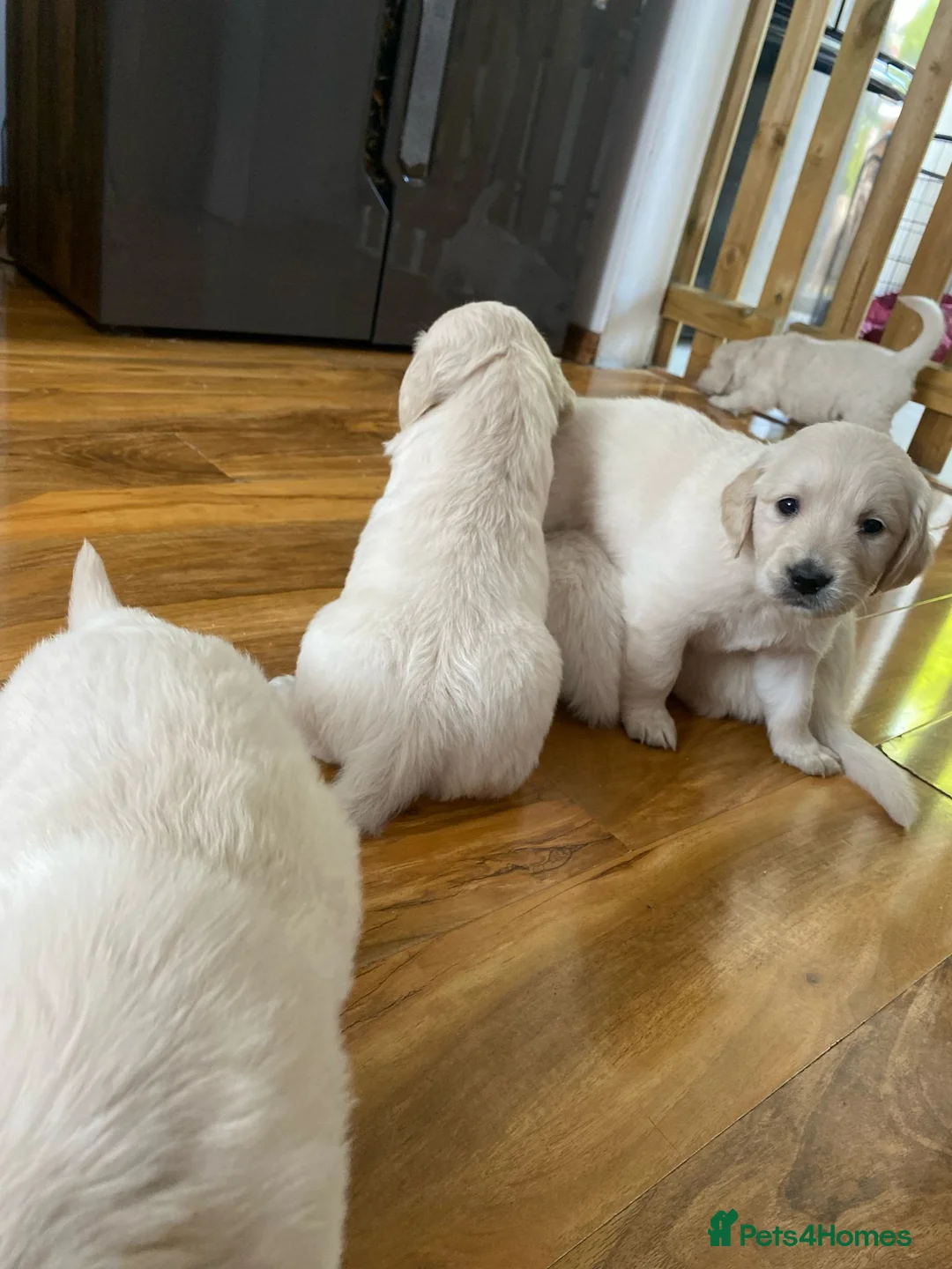 Golden Retriever dogs for stud: Extensively health tested show type kc reg in Bedford - Advert 32