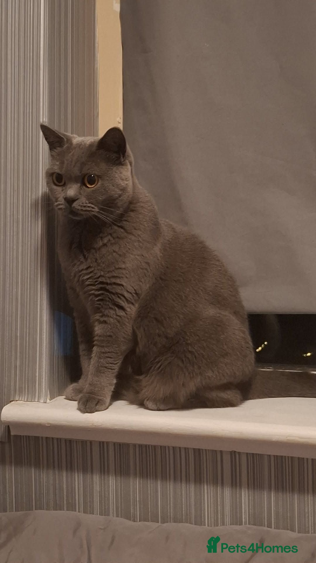 British Shorthair cats Female and male British shorthair - Advert 1