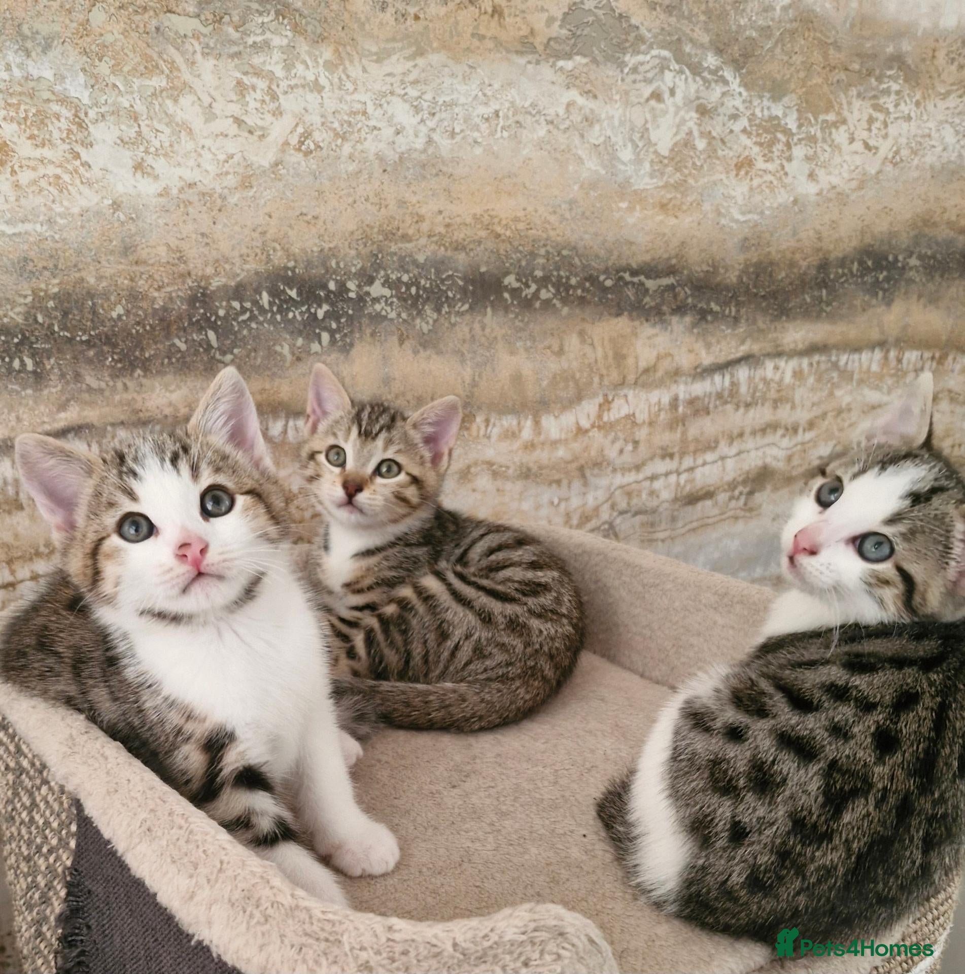 Mixed Breed cats 3 half bengal kittens - Advert 5