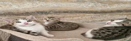 Mixed Breed cats for sale: 3 half bengal kittens - Advert 1