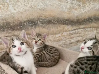 Mixed Breed cats 3 half bengal kittens - Advert 5