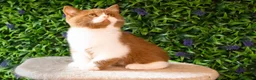 British Shorthair cats for sale: STUNNING BSH KITTENS! in Derby - Advert 7