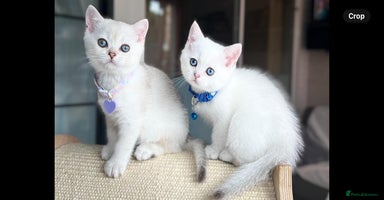 Scottish Fold cats - Advert 11