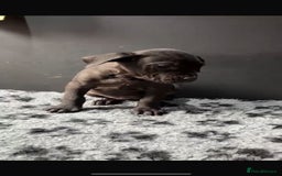 Presa Canario dogs for sale: Black presa Canario puppies - Image 3
