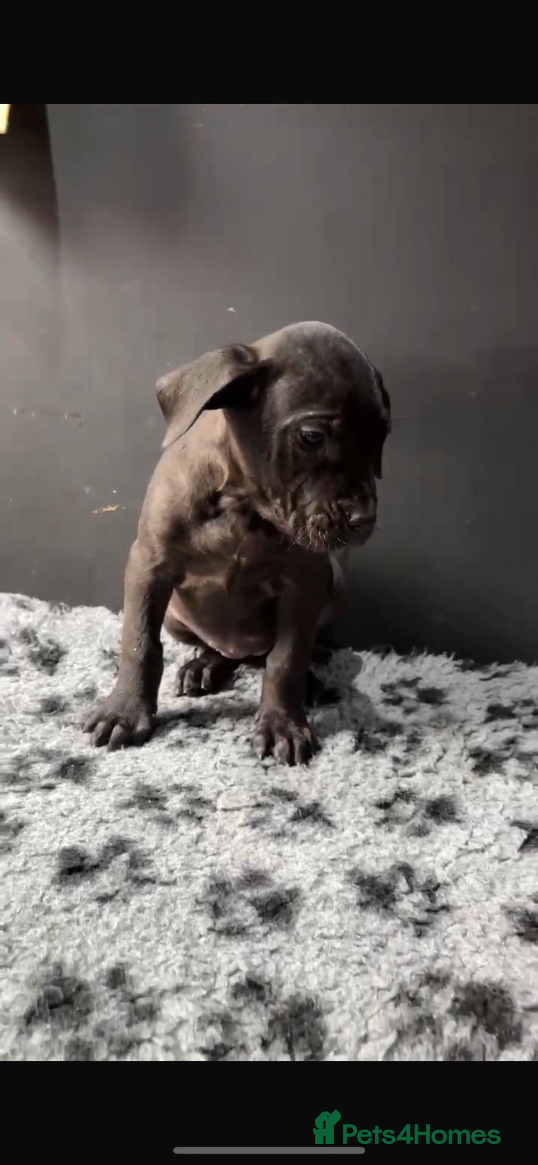 Presa Canario dogs for sale: Black presa Canario puppies - Image 3
