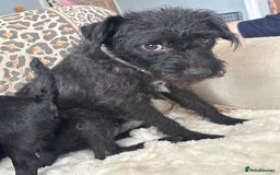 Patterdale Terrier dogs for sale: Patterdale  - Image 7