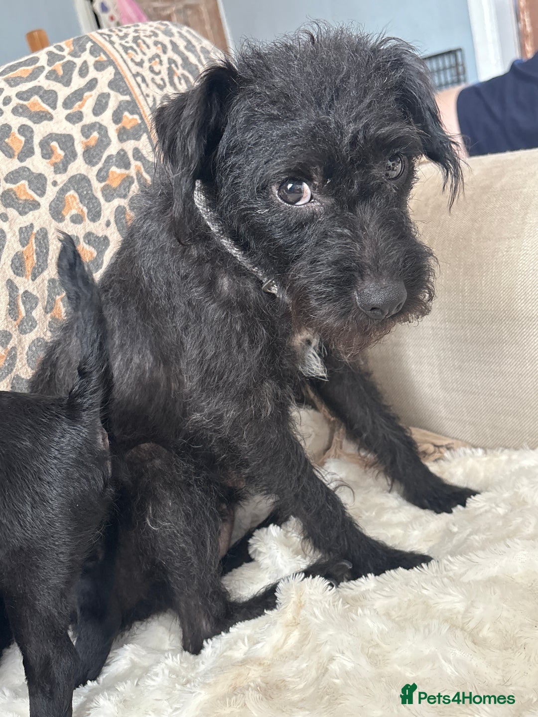 Patterdale Terrier dogs for sale: Patterdale  - Image 7