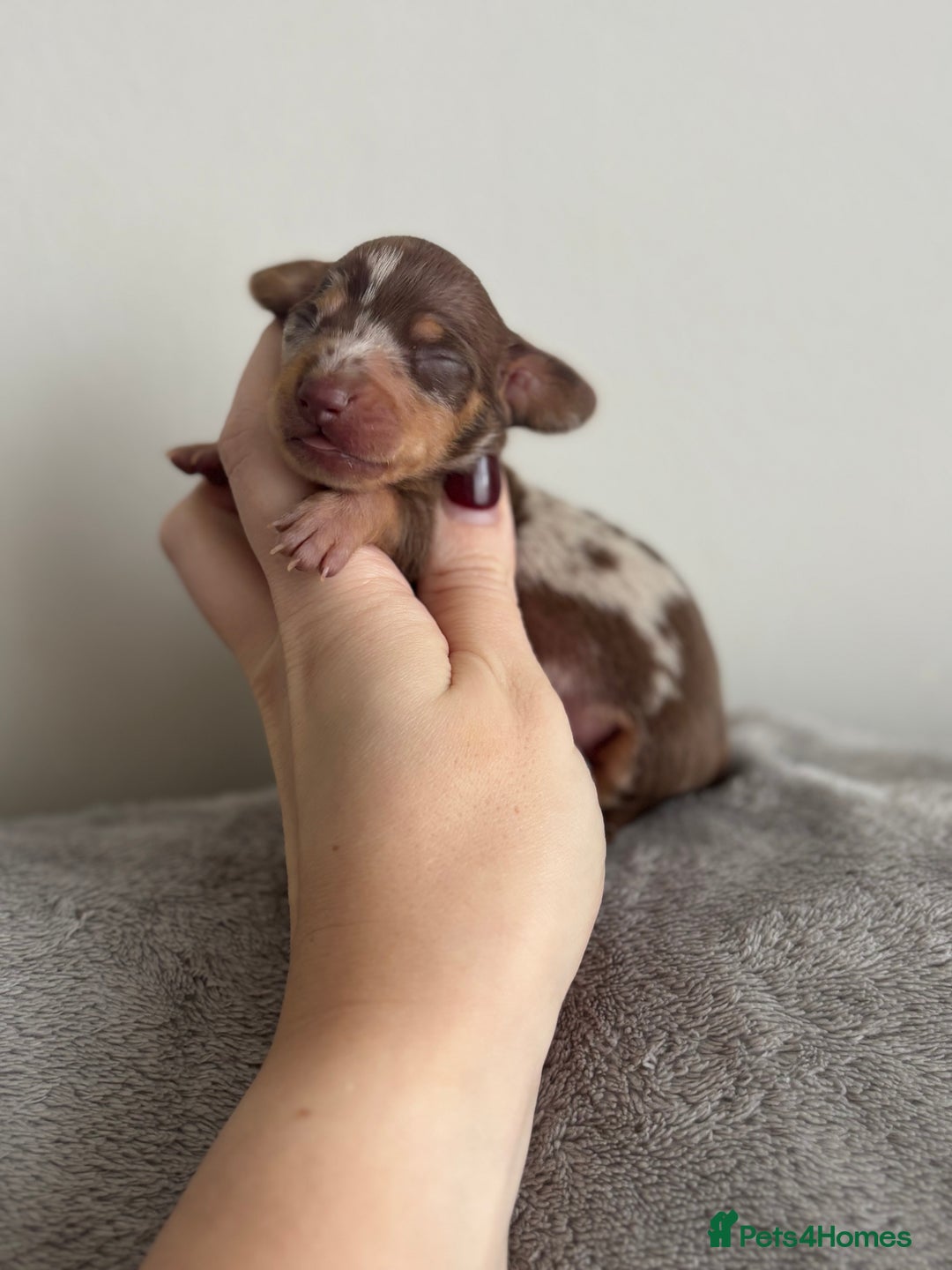 Miniature Dachshund dogs for sale: Miniature Dachshund Chocolate and Tan Girl - Advert 11