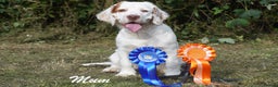 Clumber Spaniel dogs for sale: Pedigree KC Clumber Spaniel Puppies - Advert 4