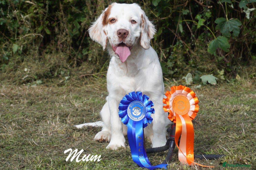 Clumber Spaniel dogs for sale: Pedigree KC Clumber Spaniel Puppies - Advert 4