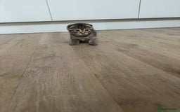 Scottish Fold cats for sale: ✨🐾 Scottish Fold Kittens for Sale🐾✨      - Image 3
