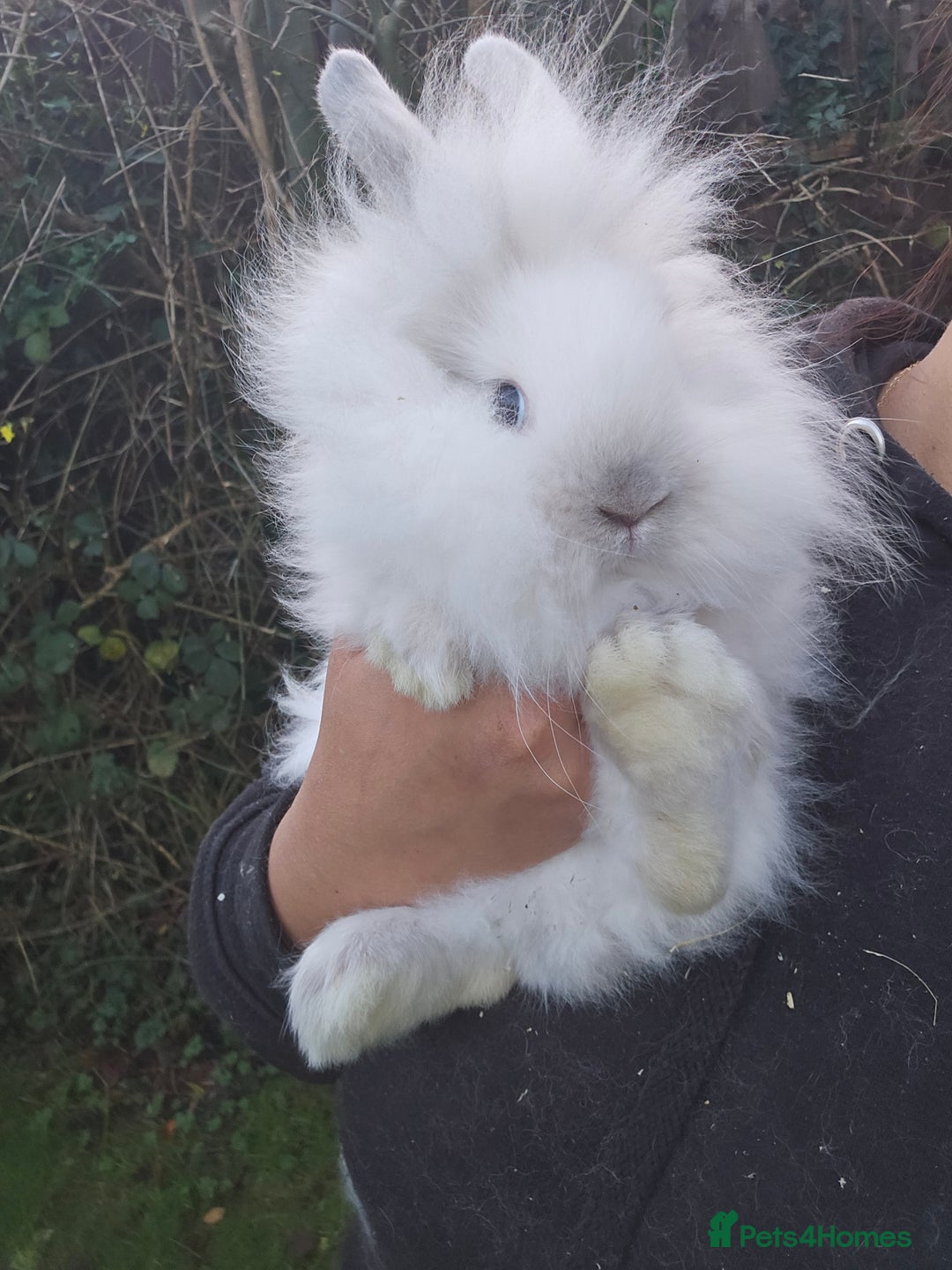 Lionhead rabbits for sale: 2 Beautiful Lionhead Baby Bucks - Advert 1