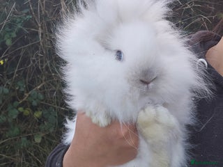 Lionhead rabbits 2 Beautiful Lionhead Baby Bucks - Advert 13