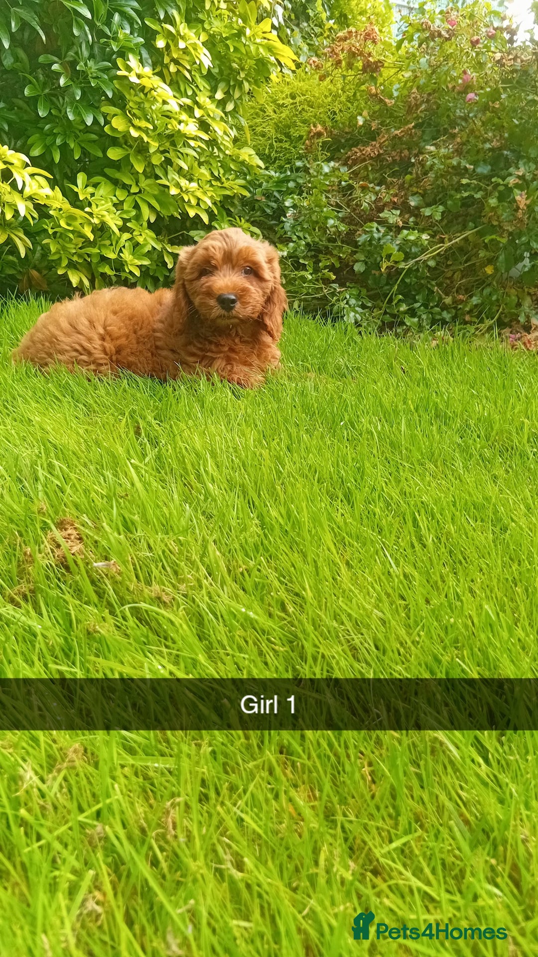 Cockapoo dogs for sale: Cockapoo - Image 3