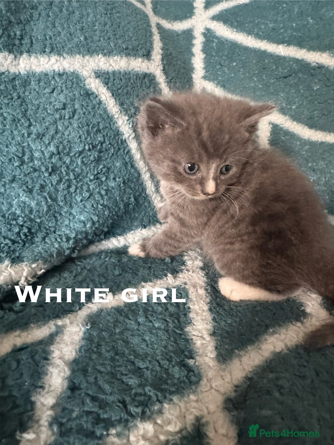 Mixed Breed cats for sale: Loving lots - Image 10