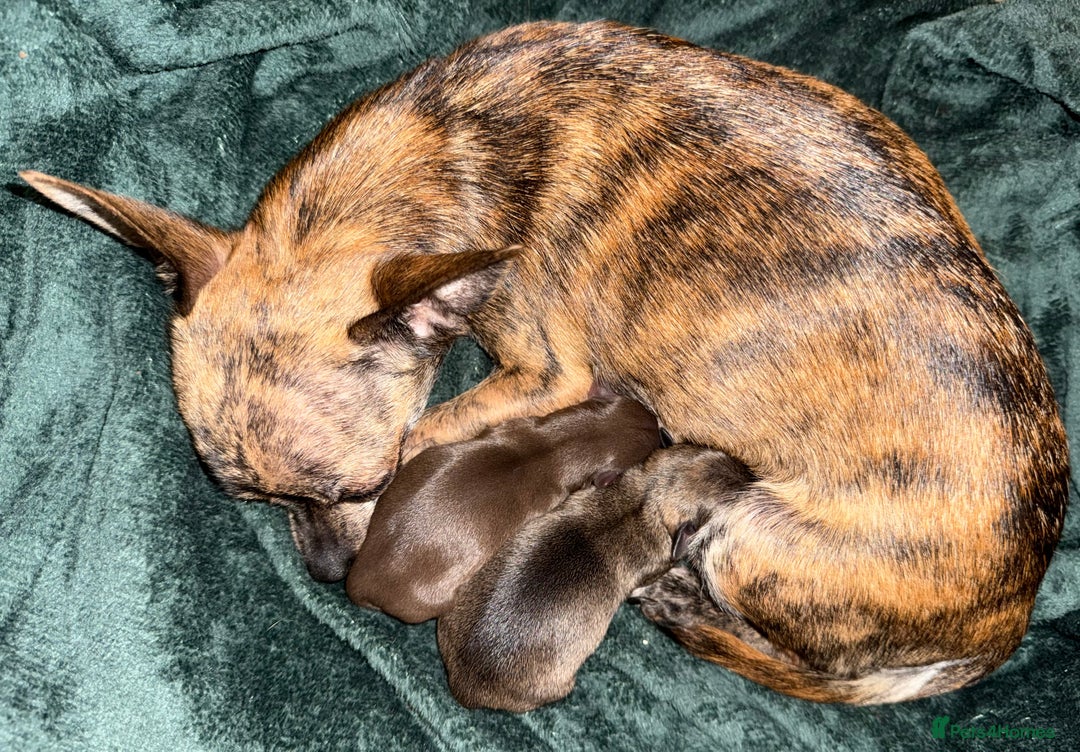 Chihuahua dogs for sale: 2 Female chihuahua puppies  - Advert 3