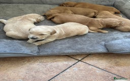 Golden Retriever dogs for sale: Beautiful KC Registered Golden Retrievers for Sale - Image 7