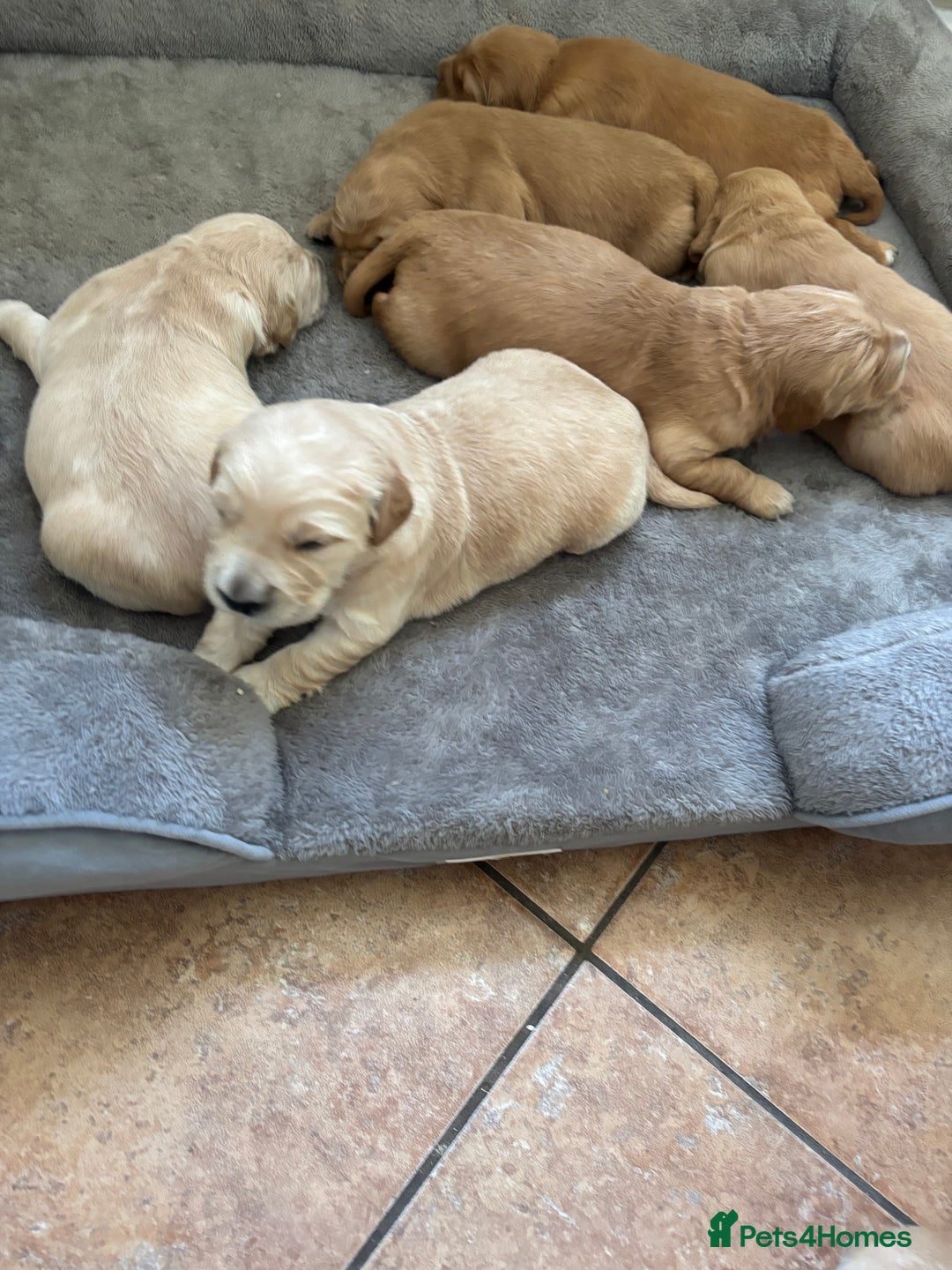 Golden Retriever dogs for sale: Beautiful KC Registered Golden Retrievers for Sale - Image 7