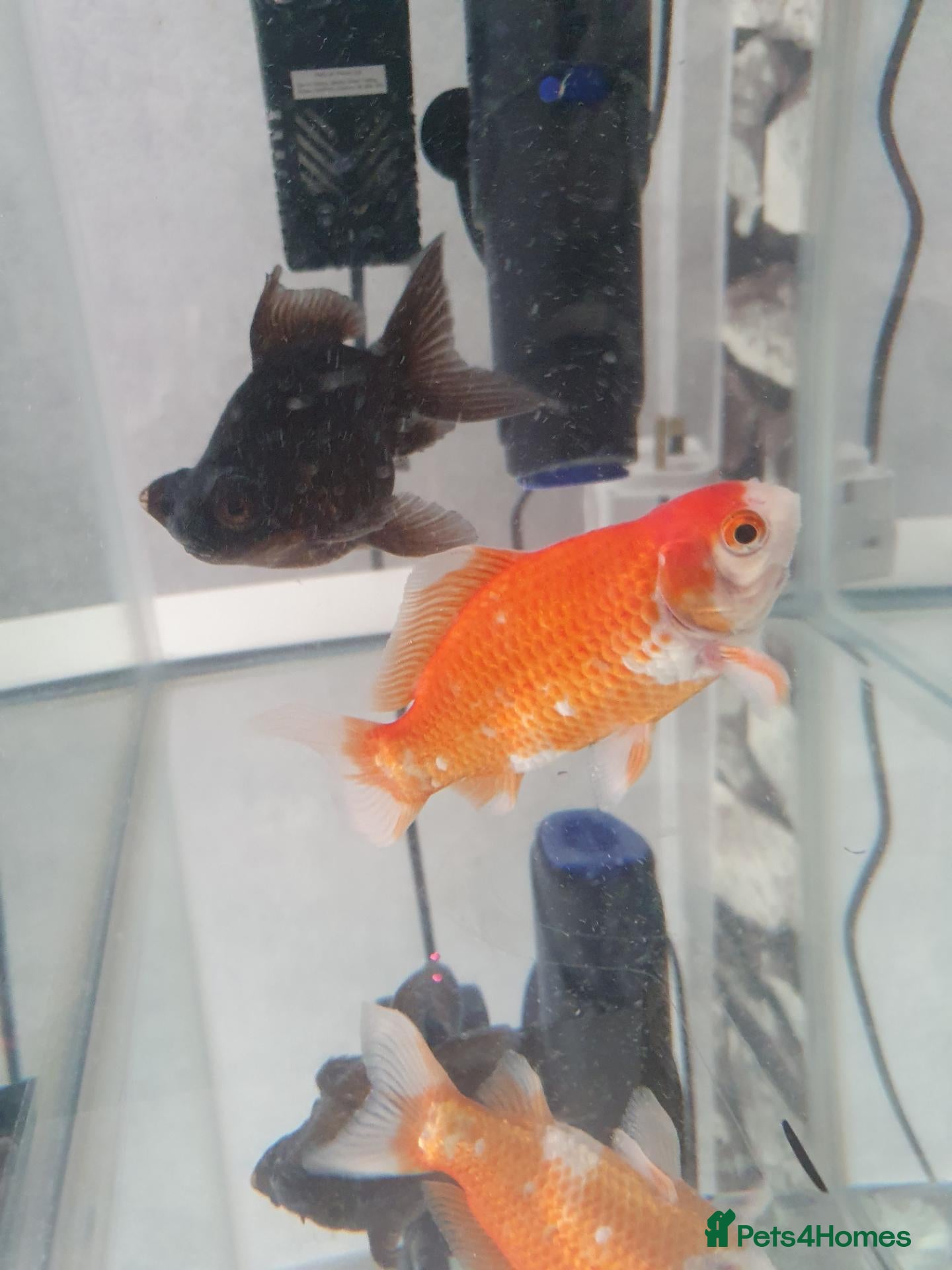 Goldfish fish 2 goldfish and tank - Advert 12