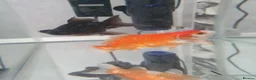 Goldfish fish for sale: 2 goldfish and tank in Bolton - Advert 1