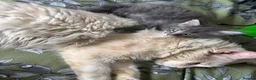 Maine Coon cats for sale: Gorgeous kittens ready soon - Advert 8