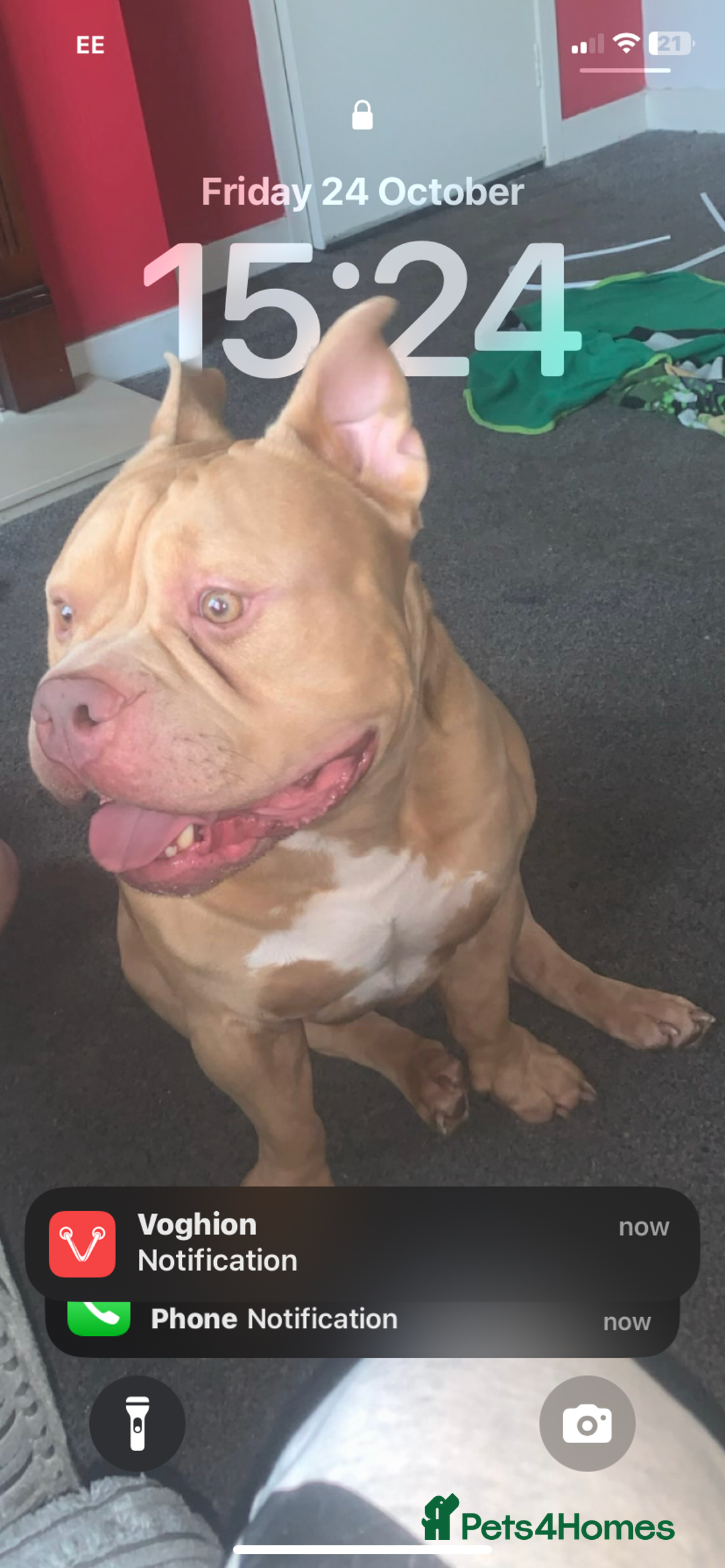 American Bully dogs for sale: American exotic pocket bully  - Advert 2