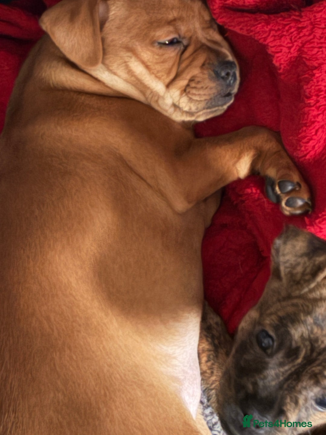 Mixed Breed dogs for sale: French Pinscher Pups - Advert 4