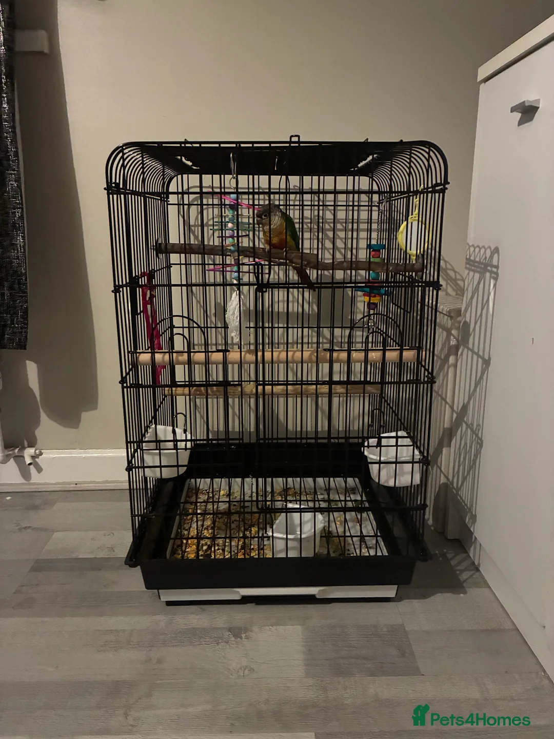 Conures birds for sale: Conure for sale  - Advert 2