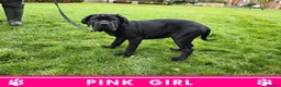 Cane Corso dogs for sale: ⭐️Cane Corso Pups⭐️Pure Championship Genes🏆 - Advert 6