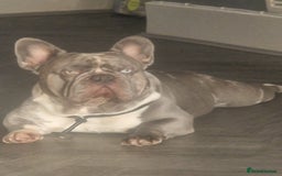 French Bulldog dogs for stud: LILAC MERLE STUD in Wednesbury - Image 2
